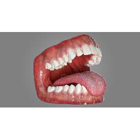 Human Mouth With Tongue Rigged 3D model
